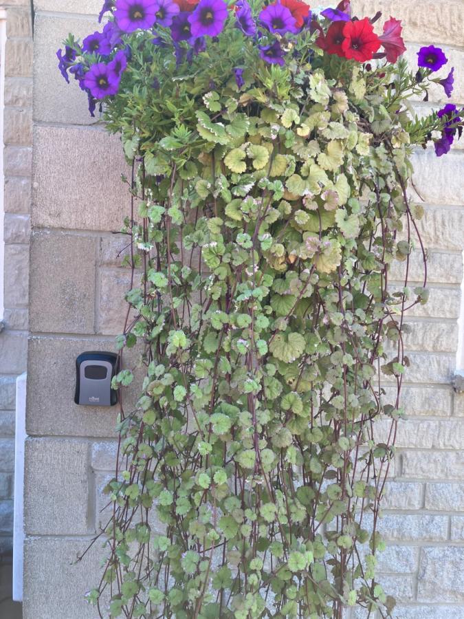Heart Of The Village Cotswold Cottage In Crudwell. Esterno foto